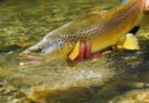 Video Pro Tips: How to Know When to Change Flies