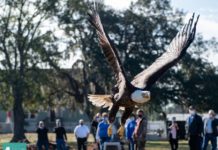 Fly Like An Eagle: Bird Of Prey Injured By Fishing Hook Released