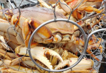 A new year for fishing