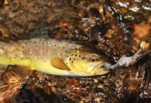 Don’t doubt the trout and head into deeper water for a good catch | The Canberra Times