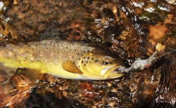 Don’t doubt the trout and head into deeper water for a good catch | The Canberra Times