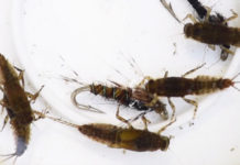 Video Pro Tips: How to Choose the Right Nymph