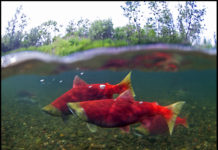 Wednesday Wake-Up Call 01.11.21 – Orvis News