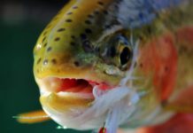 Pro Tips: Tim’s Top 3 Streamers for Winter in Montana