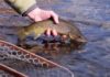 Video: One Simple Tip to Catch More Fish in Winter