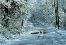 Wildlife is built for winter survival