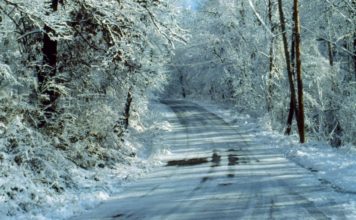Wildlife is built for winter survival