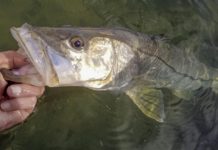 It’s not spring yet: Warming waters are improving our fishing, but let’s not get too excited yet | Waterline