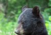 Bear-hunting proposals highlight Natural Resources Commission meeting | Hunting & Fishing