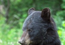 Bear-hunting proposals highlight Natural Resources Commission meeting | Hunting & Fishing