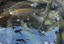 Black Creek trout stocking will draw fly fishing tourist to Gadsden