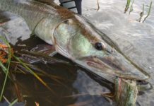 Video Pro Tip: How to Rig Line and Leader for Muskies