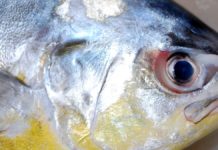 South Florida Weekly Fishing Report