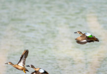 Duck hunts, big fish in the black mangroves at South Padre Island –