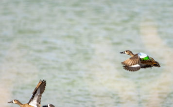 Duck hunts, big fish in the black mangroves at South Padre Island –