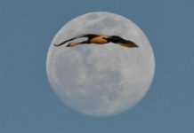 When swans fly over the Carolina moon :: WRAL.com