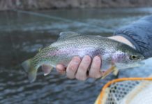 From CPP: Climate change challenges trout industry in North Carolina