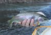 Climate change challenges trout industry in North Carolina