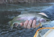 Climate change challenges trout industry in North Carolina