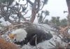 Big Bear bald eagles now watching over 2 eggs in newest clutch – San Bernardino Sun