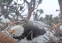 Big Bear bald eagles now watching over 2 eggs in newest clutch – San Bernardino Sun