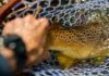 Southern tailwater trout: Tips on heading south for big, plentiful, wintertime trout | Hatch Magazine