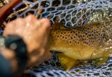 Southern tailwater trout: Tips on heading south for big, plentiful, wintertime trout | Hatch Magazine