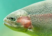Steelhead: A Fish for Fanatics