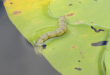 The Lepidopteran Life Aquatic