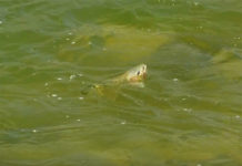 Master Class Monday: How to Catch Difficult Trout