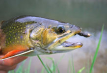 Top 10 Flies for Early-Season Driftless Area Spring Creeks