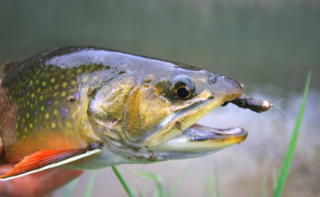 Top 10 Flies for Early-Season Driftless Area Spring Creeks