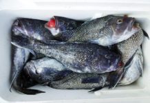 Report: Climate Change a Major Threat to Recreational Fishing