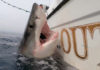 Great white shark ‘fly-by’ results in rare double hookup