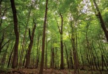 Minnesota’s First “Living Cemetery” Is in Better Place Forests