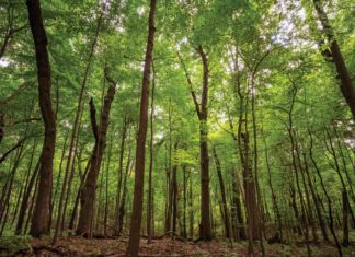 Minnesota’s First “Living Cemetery” Is in Better Place Forests