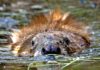 Shoot beavers if they ruin fishing, Anglers urge