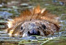 Shoot beavers if they ruin fishing, Anglers urge