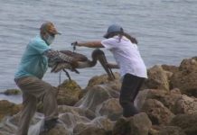 Rescue group pleads for help as they rescue hundreds of pelicans from Skyway pier