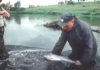 Classic Video: Ted Williams and the Atlantic Salmon