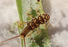 Insect Facts: The Family Stone