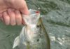 Four early hot spots for crappie