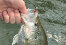 Four early hot spots for crappie