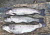 New arrival of trout offer anglers fun on shore or from a boat – Campbell River Mirror