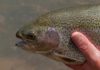 Changes might be in store for WV’s trout anglers | Hunting & Fishing