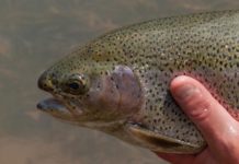 Changes might be in store for WV’s trout anglers | Hunting & Fishing