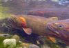 Rainbow trout removal project proposed on wilderness stream that flows into Yellowstone | Montana Untamed