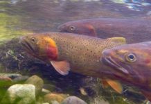 Rainbow trout removal project proposed on wilderness stream that flows into Yellowstone | Montana Untamed