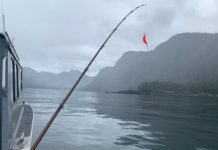 The Year of the Fish