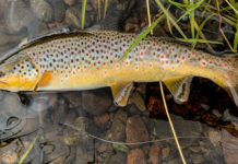 Anglers eye up £5000 Harelaw event